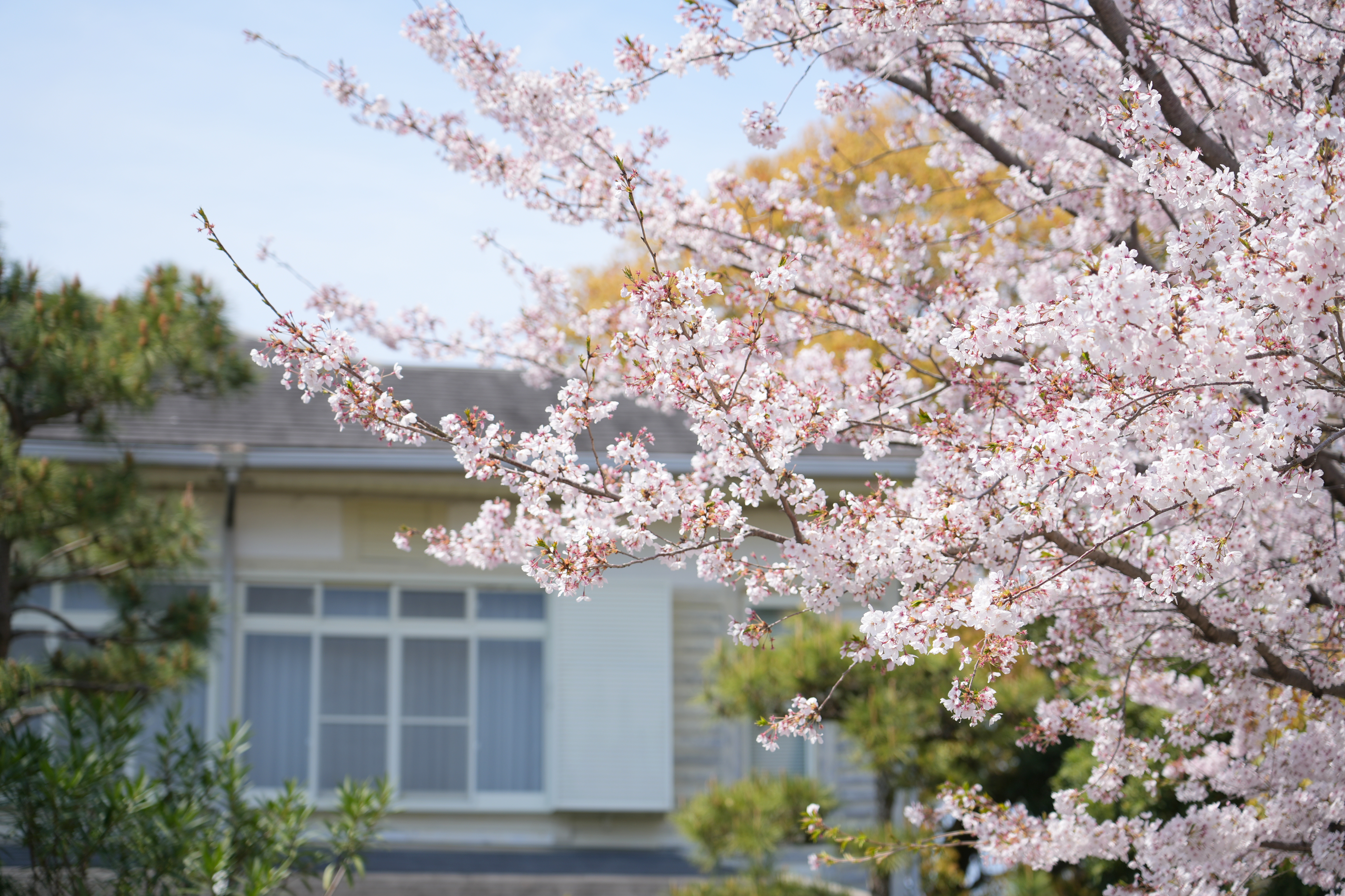 桜