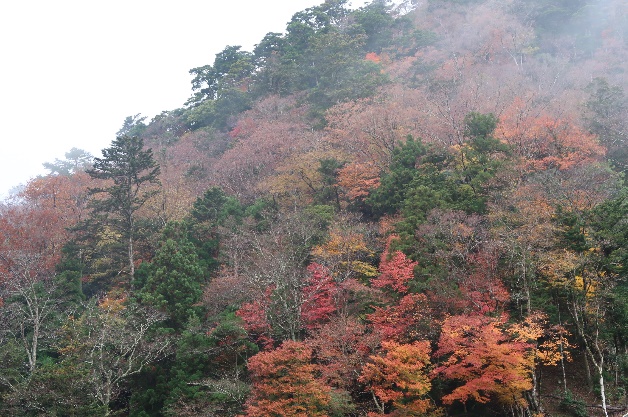 演習林周りの紅葉