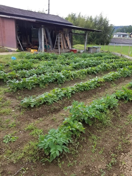 野菜を栽培している圃場の様子