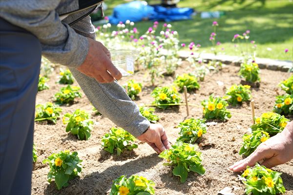 ひまわりを植える様子