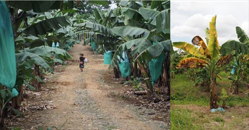 バナナ・カカオの持続的生産体制の確立」が地球規模課題対応国際科学技術協力プログラム