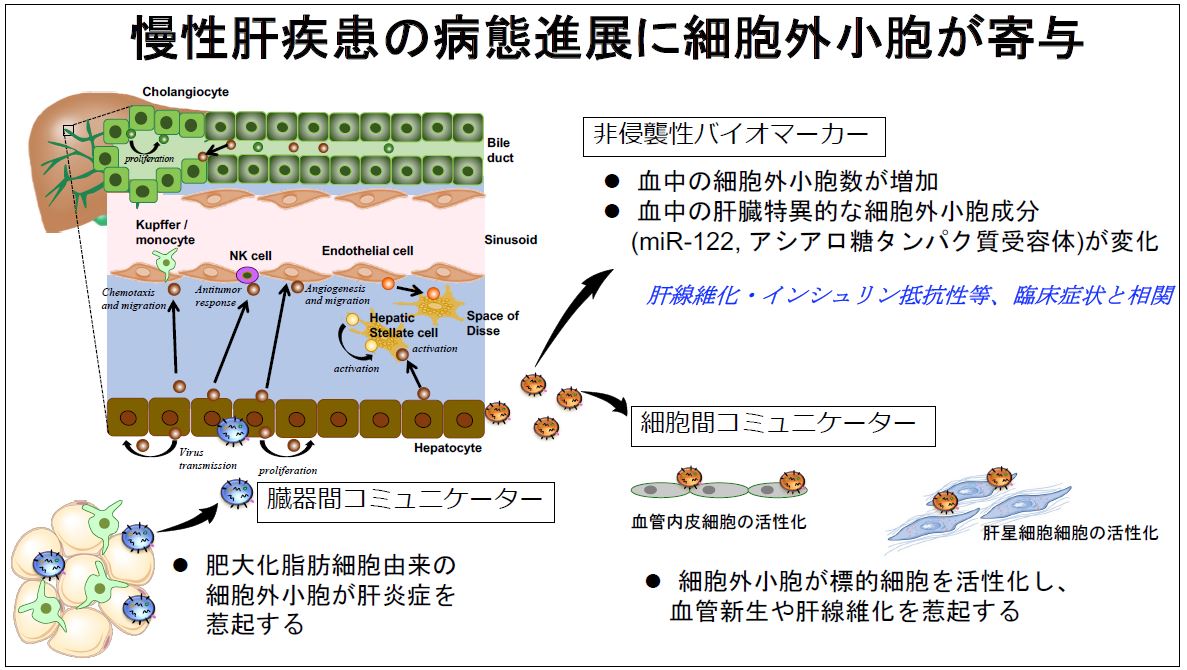 慢性肝疾患の病態進展に細胞外小胞が寄与