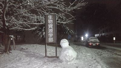 福田さんの写真　雪だるま