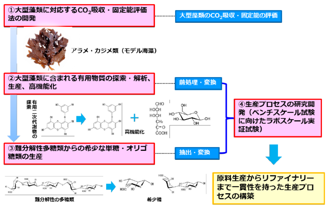 大型藻類を介した「CCU技術」の開発と福島での社会実装に向けた研究