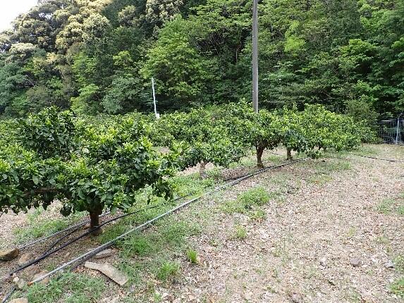 柑橘整備地区の状況