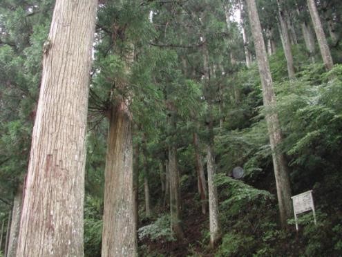 演習林のシンボル 1810年植栽の通称"藤堂スギ"