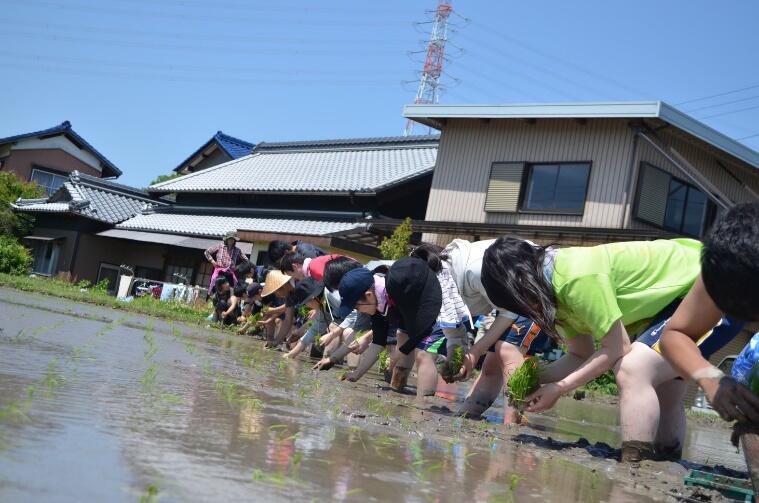 田植えの様子