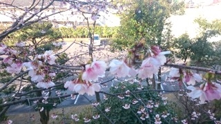 20170316_蝦夷彼岸桜 (1)_R