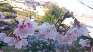 20170316_蝦夷彼岸桜 (2)_R