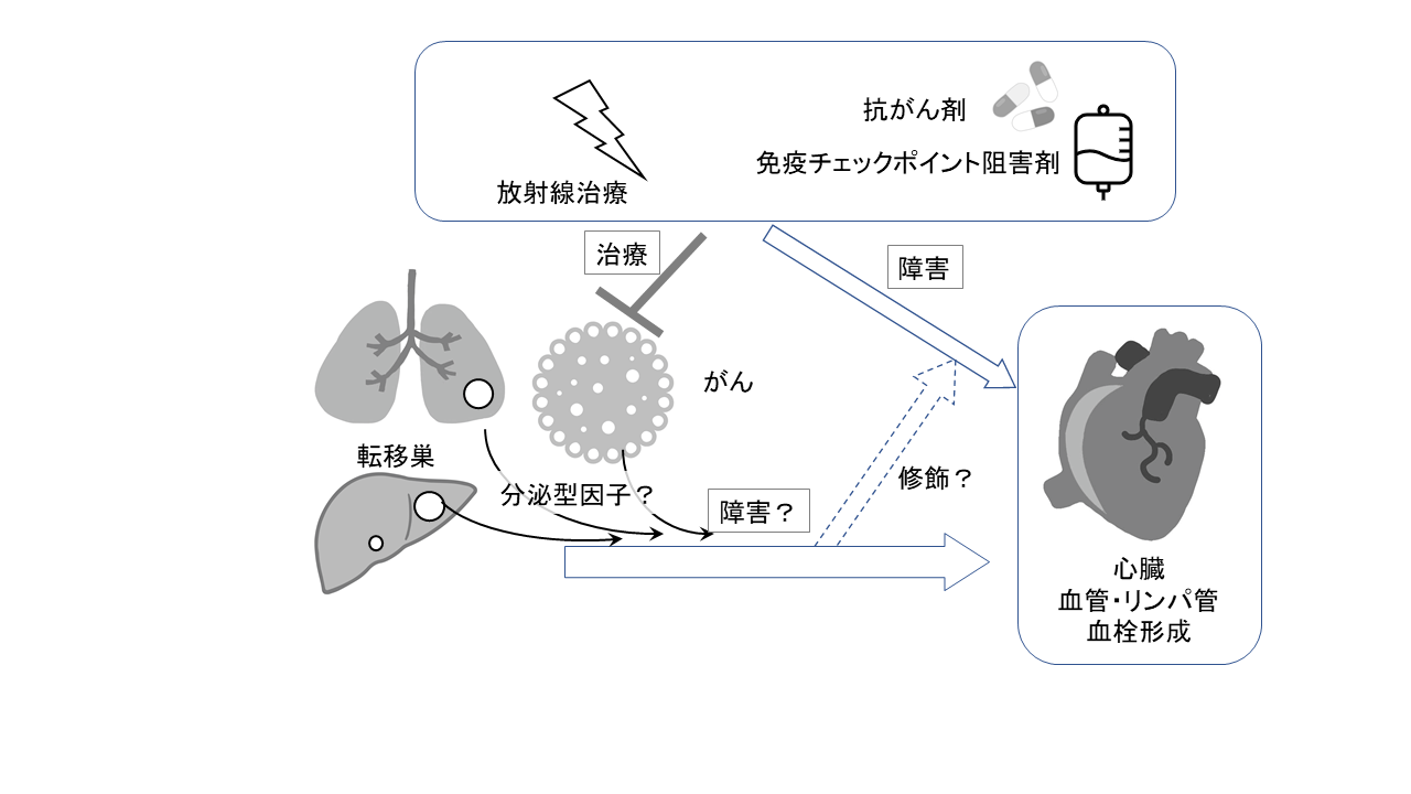 研究内容図(腫瘍循環器学)