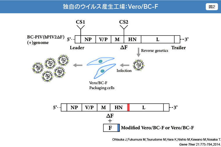 独自のウイルス産生工場：Vero/BC-F