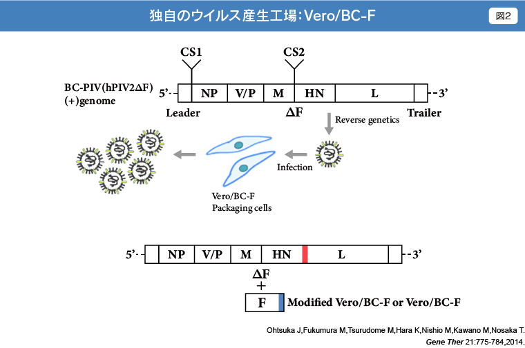 独自のウイルス産生工場:Vero/BC-F
