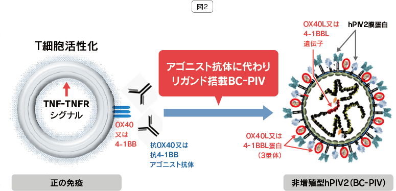Ｔ細胞活性化抗腫瘍ウイルスの開発