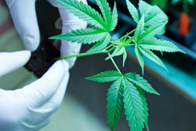 神事・産業・医療用大麻研究センター_サムネイル2.jpg